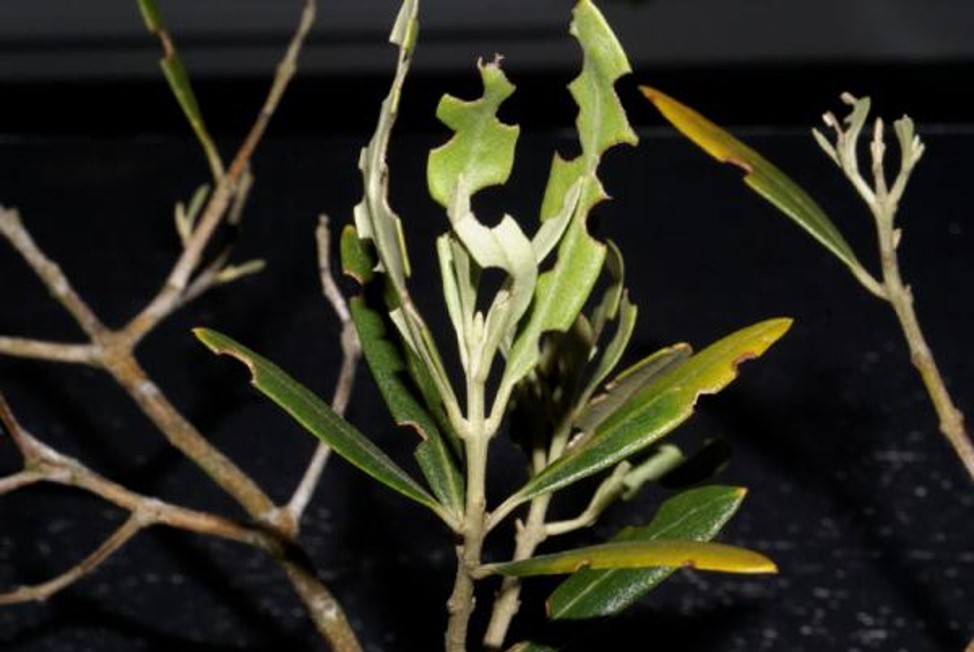 Dégâts sur feuilles d'olivier